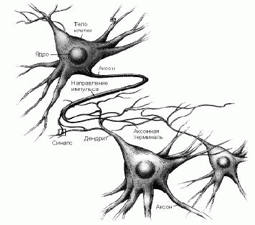 Эволюция Социальных Систем img_29