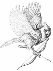 Swordbird pic_40.jpg