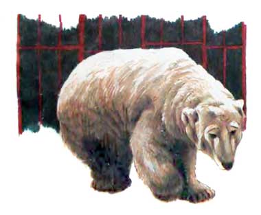 Фрам — полярный медведь i_019.jpg