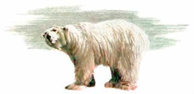 Фрам — полярный медведь i_055.jpg