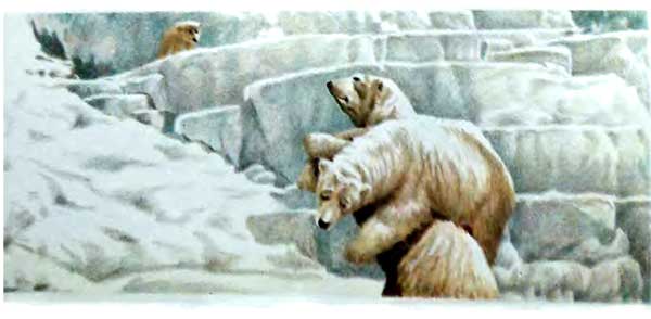 Фрам — полярный медведь i_076.jpg