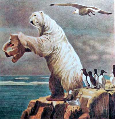 Фрам — полярный медведь i_078.jpg