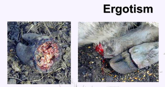 Христианство и спорынья ergotism_animal3_b.PNG