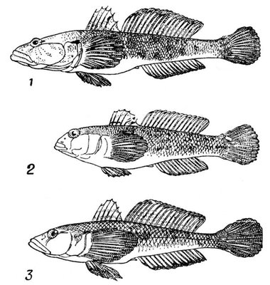 Большая Советская Энциклопедия (БЫ) i009-001-240747068.jpg