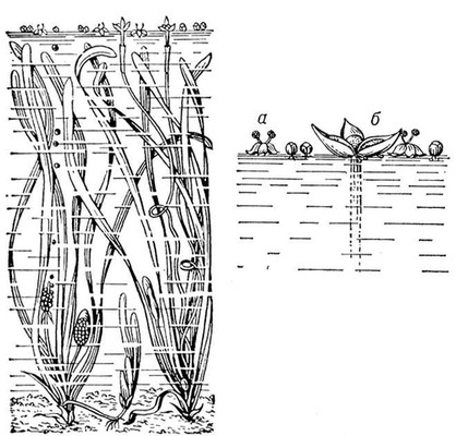 Большая Советская Энциклопедия (ВА) i010-001-258378135.jpg