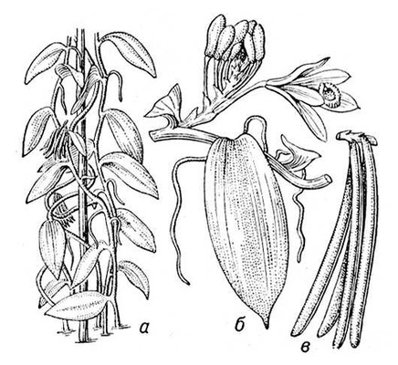 Большая Советская Энциклопедия (ВА) i010-001-287078383.jpg