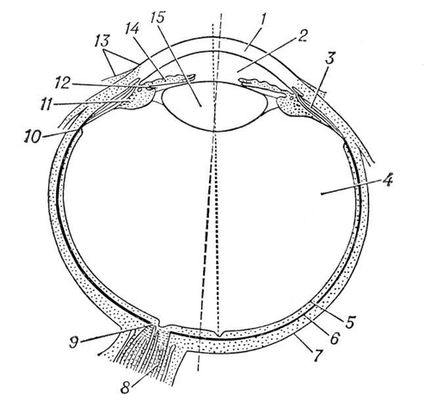 Большая Советская Энциклопедия (ГЛ) i009-001-209418550.jpg