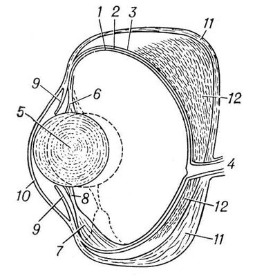 Большая Советская Энциклопедия (ГЛ) i010-001-244319197.jpg