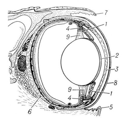 Большая Советская Энциклопедия (ГЛ) i010-001-259948751.jpg