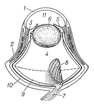 Большая Советская Энциклопедия (ГЛ) i010-001-267682042.jpg