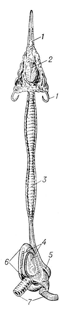 Большая Советская Энциклопедия (ГО) i010-001-248792586.jpg