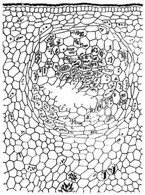 Большая Советская Энциклопедия (ЖЕ) i009-001-228923060.jpg