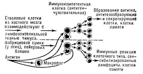 Большая Советская Энциклопедия (ИМ) i009-001-238970364.jpg