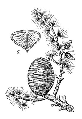 Большая Советская Энциклопедия (КЕ) i009-001-208781652.jpg