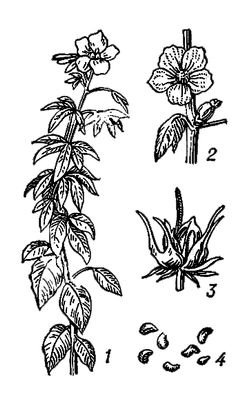 Большая Советская Энциклопедия (КЕ) i009-001-211803034.jpg