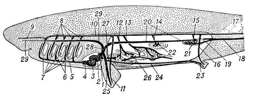 Сердце двоякодышащих рыб. Кровеносная система двоякодышащих рыб. Схема артериального кровообращения двоякодышащей рыбы. Кровеносная система двоякодышащих рыб схема. Двоякодышащие внутреннее строение.