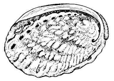 Большая Советская Энциклопедия (МО) i009-001-238400104.jpg