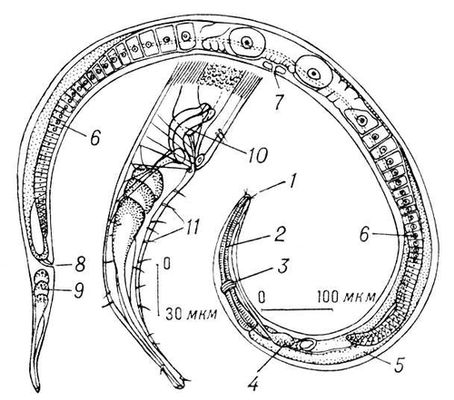 Большая Советская Энциклопедия (НЕ) i010-001-253486564.jpg