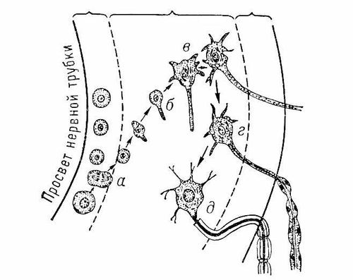 Большая Советская Энциклопедия (НЕ) i010-001-265576251.jpg