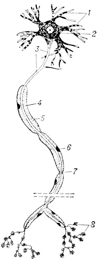 Большая Советская Энциклопедия (НЕ) i010-001-275460385.jpg