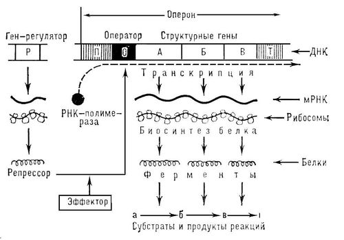 Большая Советская Энциклопедия (ОП) i008-pictures-001-295858982.jpg