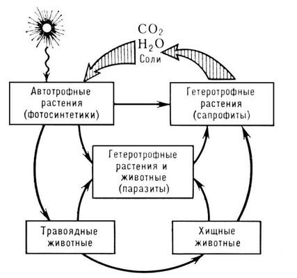 Большая Советская Энциклопедия (ПИ) i009-001-222493774.jpg