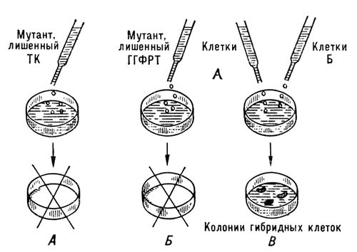 Большая Советская Энциклопедия (СО) i010-001-253027088.jpg