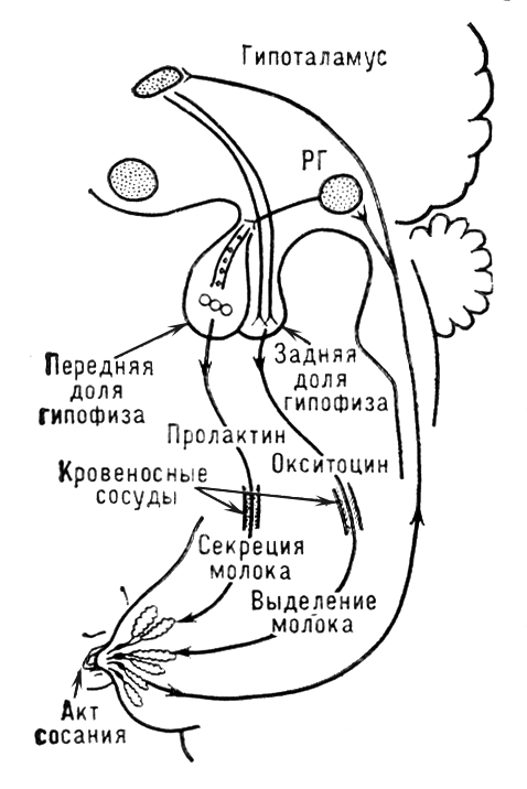 Большая Советская Энциклопедия (СО) i010-001-273862851.jpg