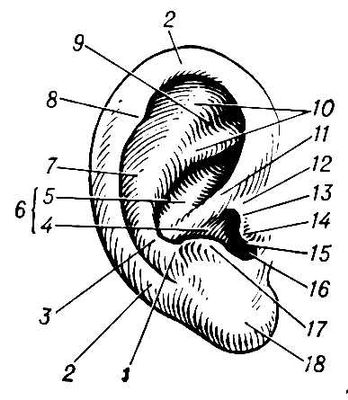 Большая Советская Энциклопедия (УШ) i010-001-246088975.jpg