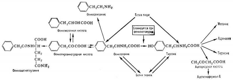 Большая Советская Энциклопедия (ФЕ) i009-001-228707380.jpg