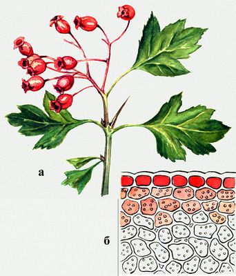 Большая Советская Энциклопедия (ХИ) i010-001-271957346.jpg