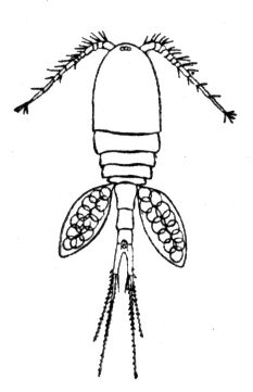 Большая Советская Энциклопедия (ЦИ) i009-001-202535443.jpg