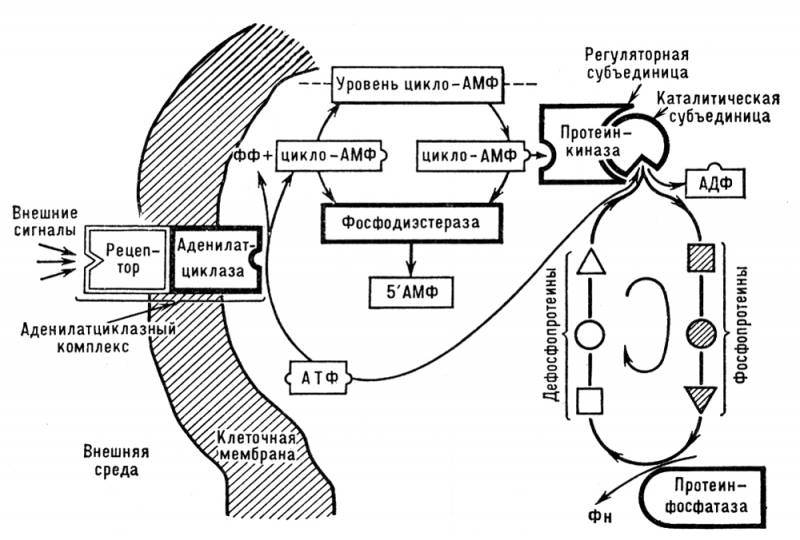 Большая Советская Энциклопедия (ЦИ) i009-001-208170604.jpg