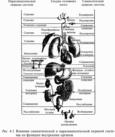 Книга: Основы нейрофизиологии