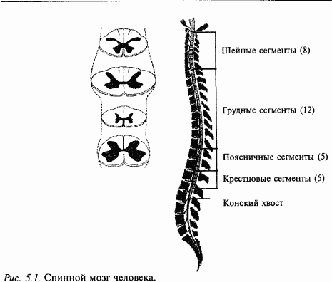 Книга: Основы нейрофизиологии