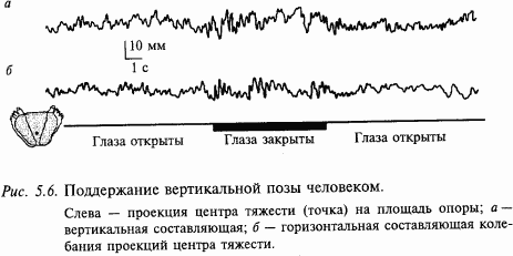 Книга: Основы нейрофизиологии