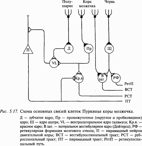 Основы нейрофизиологии i_3E.png