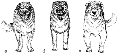 Кавказская овчарка i_004.png