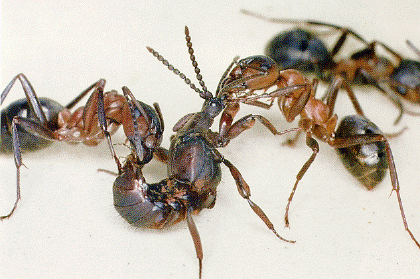 Гибель муравейника lomechusa_t.gif