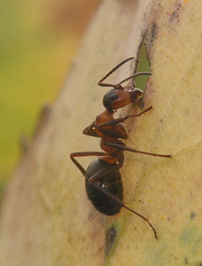 Гибель муравейника muravej.jpg