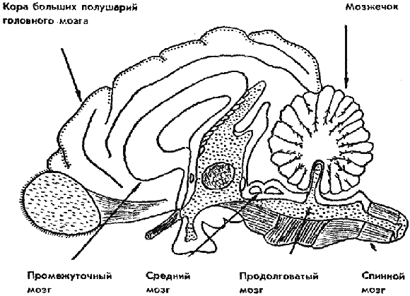 Дрессировка служебных собак i_003.png