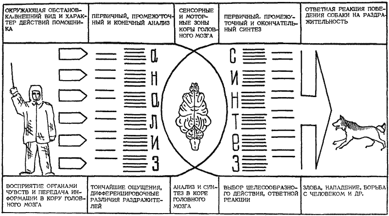 Дрессировка служебных собак i_017.png