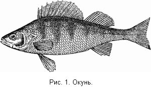 Жизнь и ловля пресноводных рыб. Часть 1 ris001.jpg