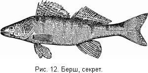 Жизнь и ловля пресноводных рыб. Часть 1 ris012.jpg