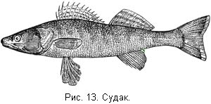 Жизнь и ловля пресноводных рыб. Часть 1 ris013.jpg