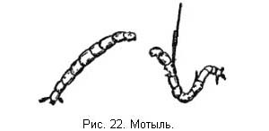 Жизнь и ловля пресноводных рыб. Часть 1 ris022.jpg