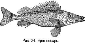 Жизнь и ловля пресноводных рыб. Часть 1 ris024.jpg