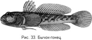 Жизнь и ловля пресноводных рыб. Часть 1 ris033.jpg