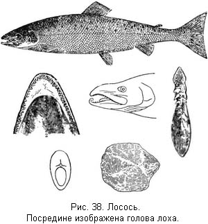 Жизнь и ловля пресноводных рыб. Часть 1 ris038.jpg