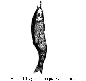 Жизнь и ловля пресноводных рыб. Часть 1 ris046.jpg